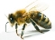 Отчего танцуют пчелы? – 7D формат